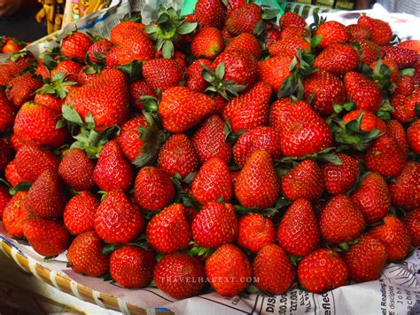 5 Things to Do in Strawberry Farm Baguio .